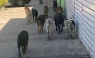 Anuncian programa para sacrificar a perros agresivos tras ataque a ni&ntilde;o en la Costa de Oaxaca