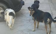 &ldquo;No existen perros agresivos, es omisi&oacute;n del cuidador&rdquo;, dicen animalistas sobre plan de Pochutla de sacrificar canes