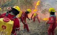 Tres incendios consumen bosques de la Triqui Alta de Oaxaca; hay al menos 15 activos