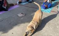 Arman colecta para Toby,  perrito de Oaxaca que hace yoga y necesita una cirug&iacute;a