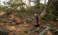 Acusan ecocidio en Oaxaca por tala en bosques de Juxtlahuaca para programa de manejo forestal