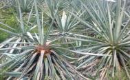 Productores de Oaxaca advierten ca&iacute;da del precio del agave, un golpe a la industria del mezcal