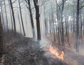 Arden Los Chimalapas: dos incendios consumen 400 hect&aacute;reas de la selva zoque de Oaxaca