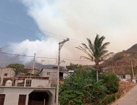 Incendio consume bosques de Lachiguiri en Oaxaca, hogar de venado, tapir y gato mont&eacute;s