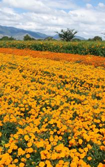 Artesanos usan flor de cempasúchil como tinte | Oaxaca