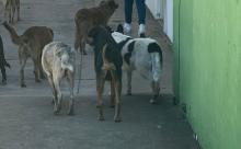 Fiscalía de Oaxaca indaga maltrato y crueldad animal tras asesinato de lomito en la Sierra Sur