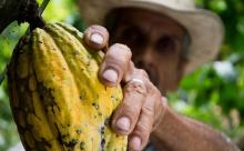 Cambio climático desaparece producción de 30 mil toneladas de cacao en Oaxaca