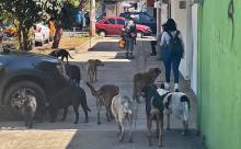 Logra fiscalía de Oaxaca primera judicialización de una agresión contra un animal en la Cuenca