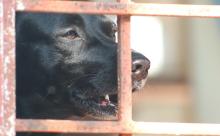 Asociaciones animalistas de Oaxaca celebran aprobación del Reglamento de Protección Animal en Tuxtepec