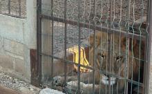 Aseguran dos leones, armas y detienen a 9 personas tras cateo a un rancho en Juchitán, Oaxaca