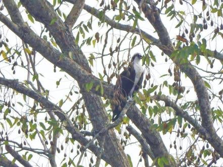 Impulsan monitoreo de aves del Papaloapan | Oaxaca