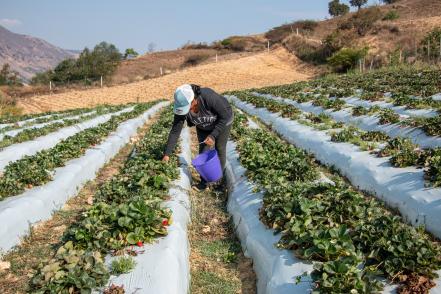 cultivo_fresas_oaxaca.jpg