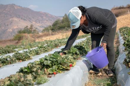 cultivo_fresas_oaxaca_.jpg