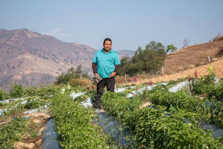 fresas_oaxaca.jpg