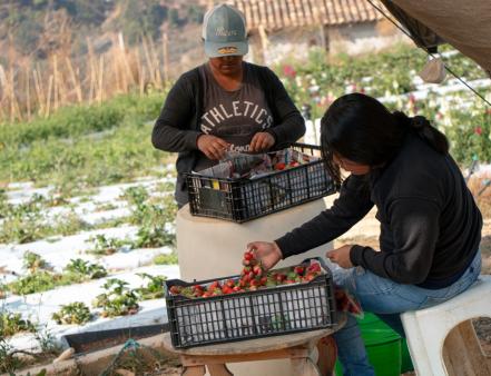 fresas_oaxaca_1.jpg